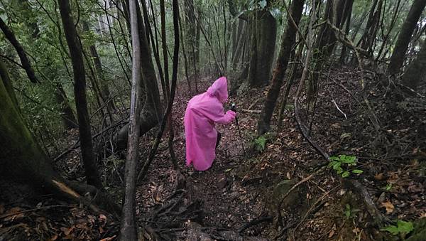 【西巒大山】挑戰百岳編號91｜從黑夜出發，遠望日月潭的黎明之