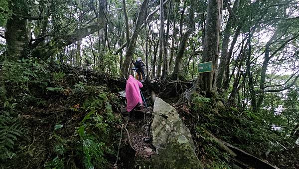 【西巒大山】挑戰百岳編號91｜從黑夜出發，遠望日月潭的黎明之