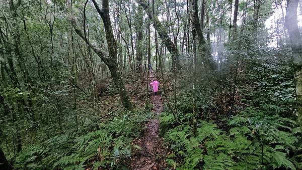 【西巒大山】挑戰百岳編號91｜從黑夜出發，遠望日月潭的黎明之