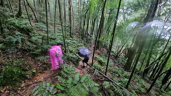 【西巒大山】挑戰百岳編號91｜從黑夜出發，遠望日月潭的黎明之