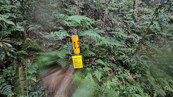 【西巒大山】挑戰百岳編號91｜從黑夜出發，遠望日月潭的黎明之