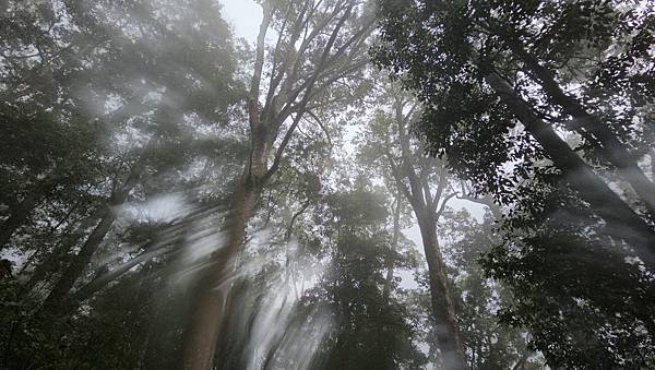 【西巒大山】挑戰百岳編號91｜從黑夜出發，遠望日月潭的黎明之