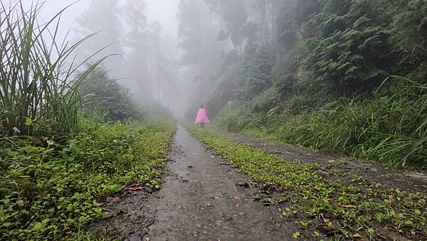 【西巒大山】挑戰百岳編號91｜從黑夜出發，遠望日月潭的黎明之