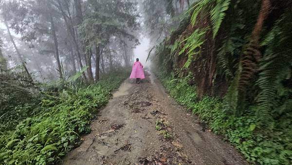 【西巒大山】挑戰百岳編號91｜從黑夜出發，遠望日月潭的黎明之
