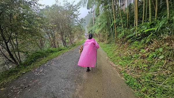 【西巒大山】挑戰百岳編號91｜從黑夜出發，遠望日月潭的黎明之
