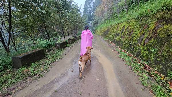 【西巒大山】挑戰百岳編號91｜從黑夜出發，遠望日月潭的黎明之