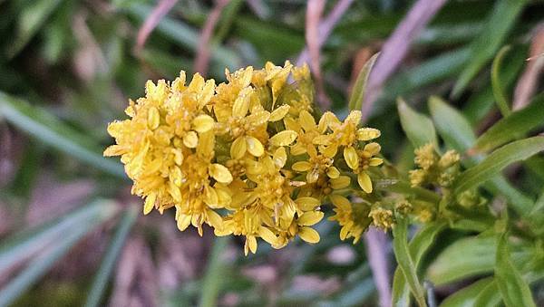 【合歡北西北】睽違2年再次挑戰，合歡群峰中路程最遠、最艱難、