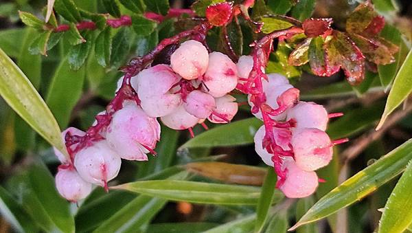 【合歡北西北】睽違2年再次挑戰，合歡群峰中路程最遠、最艱難、