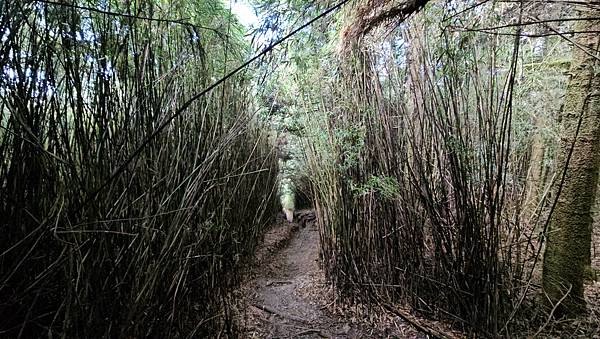 【合歡北西北】睽違2年再次挑戰，合歡群峰中路程最遠、最艱難、