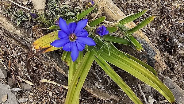 【合歡北西北】睽違2年再次挑戰，合歡群峰中路程最遠、最艱難、