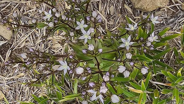 【合歡北西北】睽違2年再次挑戰，合歡群峰中路程最遠、最艱難、