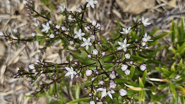 【合歡北西北】睽違2年再次挑戰，合歡群峰中路程最遠、最艱難、