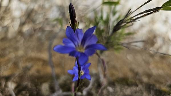 【合歡北西北】睽違2年再次挑戰，合歡群峰中路程最遠、最艱難、