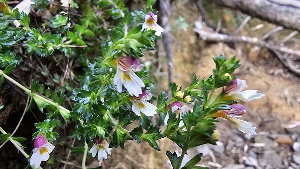 【合歡北西北】睽違2年再次挑戰，合歡群峰中路程最遠、最艱難、