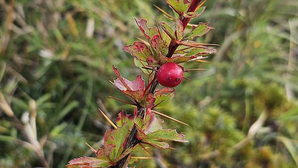 【合歡北西北】睽違2年再次挑戰，合歡群峰中路程最遠、最艱難、