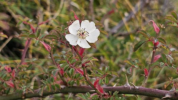 【合歡北西北】睽違2年再次挑戰，合歡群峰中路程最遠、最艱難、