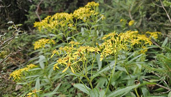 【合歡北西北】睽違2年再次挑戰，合歡群峰中路程最遠、最艱難、