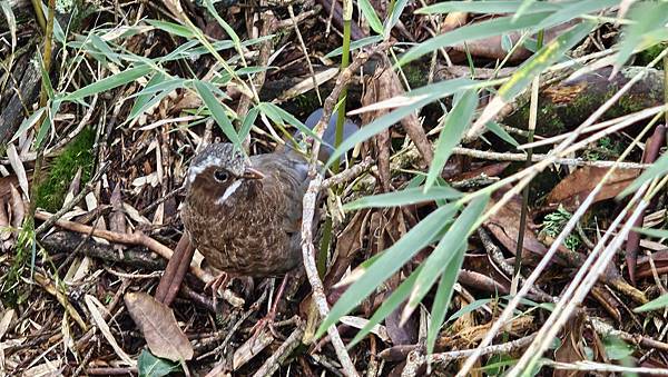 【合歡北西北】睽違2年再次挑戰，合歡群峰中路程最遠、最艱難、