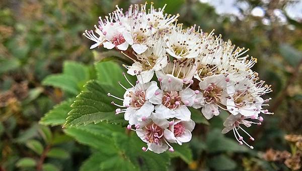 【合歡北西北】睽違2年再次挑戰，合歡群峰中路程最遠、最艱難、