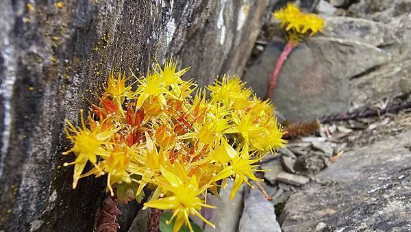 【合歡北西北】睽違2年再次挑戰，合歡群峰中路程最遠、最艱難、