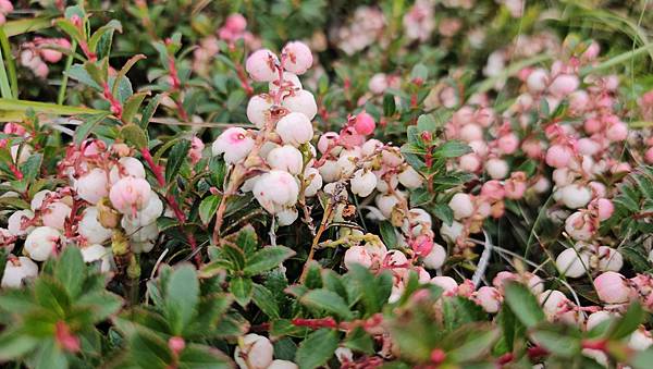 【合歡北西北】睽違2年再次挑戰，合歡群峰中路程最遠、最艱難、