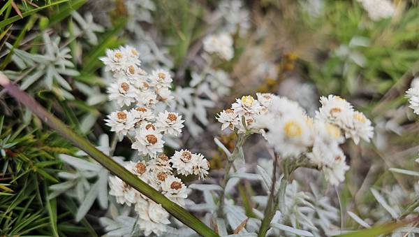【合歡北西北】睽違2年再次挑戰，合歡群峰中路程最遠、最艱難、