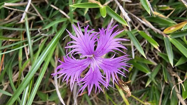 【合歡北西北】睽違2年再次挑戰，合歡群峰中路程最遠、最艱難、