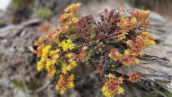 【合歡北西北】睽違2年再次挑戰，合歡群峰中路程最遠、最艱難、