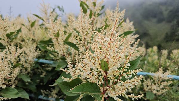 【合歡北西北】睽違2年再次挑戰，合歡群峰中路程最遠、最艱難、