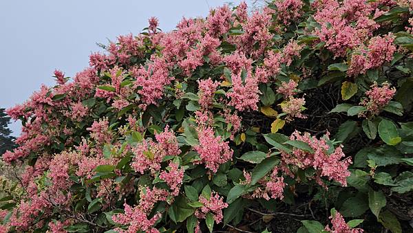 【合歡北西北】睽違2年再次挑戰，合歡群峰中路程最遠、最艱難、