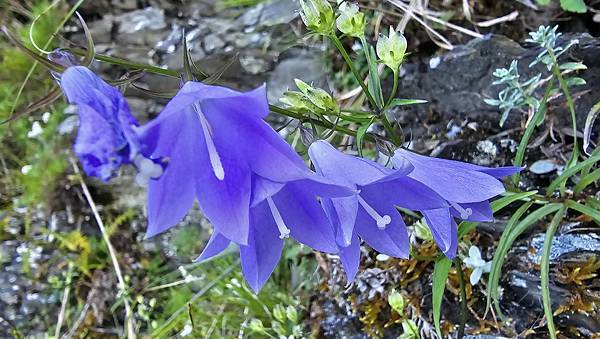 【玉山西峰北峰】兩天一夜玉山西峰+北峰挑戰主北叉路魔王坡! 【玉山西峰北峰】兩天一夜玉山西峰+北峰挑戰主北叉路魔王坡!