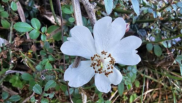 【玉山西峰北峰】兩天一夜玉山西峰+北峰挑戰主北叉路魔王坡! 【玉山西峰北峰】兩天一夜玉山西峰+北峰挑戰主北叉路魔王坡!