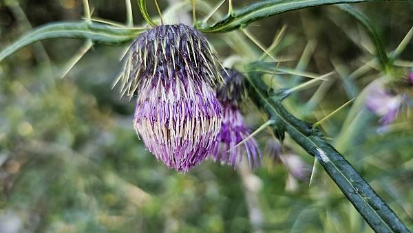 【玉山西峰北峰】兩天一夜玉山西峰+北峰挑戰主北叉路魔王坡! 【玉山西峰北峰】兩天一夜玉山西峰+北峰挑戰主北叉路魔王坡!