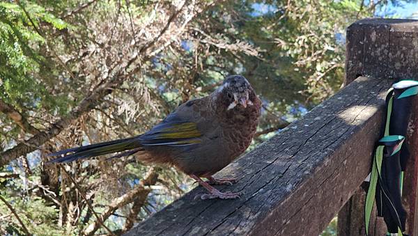 【玉山西峰北峰】兩天一夜玉山西峰+北峰挑戰主北叉路魔王坡! 【玉山西峰北峰】兩天一夜玉山西峰+北峰挑戰主北叉路魔王坡!