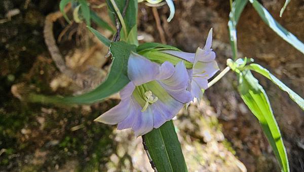 【玉山西峰北峰】兩天一夜玉山西峰+北峰挑戰主北叉路魔王坡! 【玉山西峰北峰】兩天一夜玉山西峰+北峰挑戰主北叉路魔王坡!