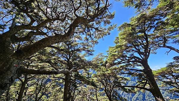 【玉山西峰北峰】兩天一夜玉山西峰+北峰挑戰主北叉路魔王坡! 【玉山西峰北峰】兩天一夜玉山西峰+北峰挑戰主北叉路魔王坡!