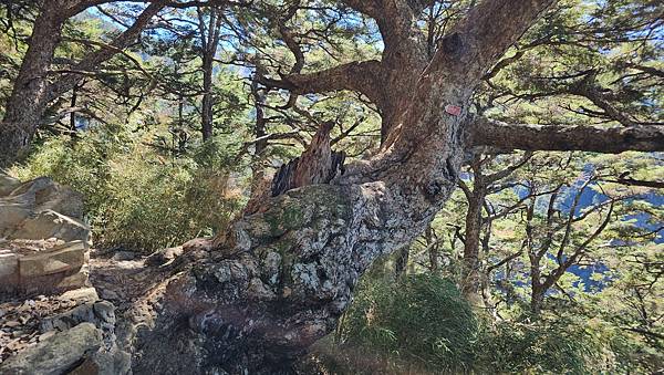 【玉山西峰北峰】兩天一夜玉山西峰+北峰挑戰主北叉路魔王坡! 【玉山西峰北峰】兩天一夜玉山西峰+北峰挑戰主北叉路魔王坡!