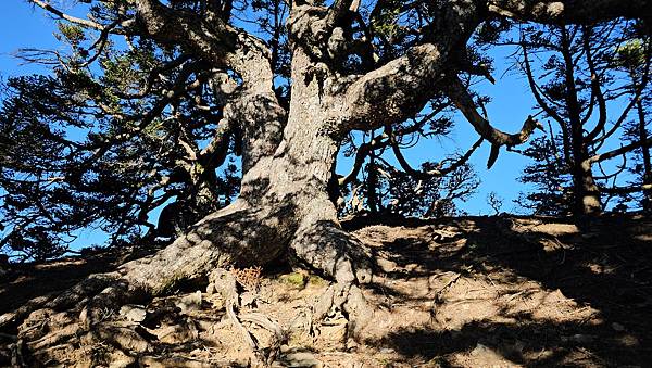 【玉山西峰北峰】兩天一夜玉山西峰+北峰挑戰主北叉路魔王坡! 【玉山西峰北峰】兩天一夜玉山西峰+北峰挑戰主北叉路魔王坡!