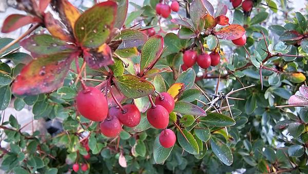 【玉山西峰北峰】兩天一夜玉山西峰+北峰挑戰主北叉路魔王坡! 【玉山西峰北峰】兩天一夜玉山西峰+北峰挑戰主北叉路魔王坡!
