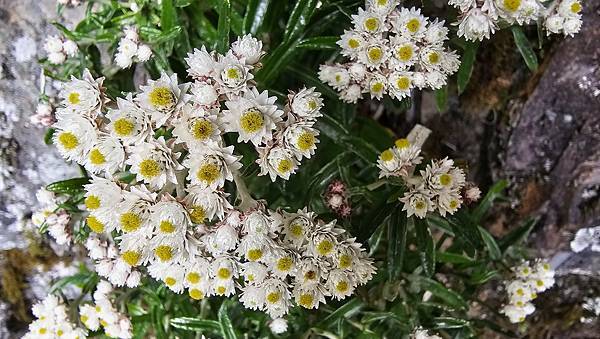 【玉山西峰北峰】兩天一夜玉山西峰+北峰挑戰主北叉路魔王坡! 【玉山西峰北峰】兩天一夜玉山西峰+北峰挑戰主北叉路魔王坡!