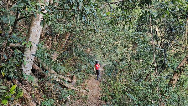 【屋東縱走】屋我尾/東卯山大崩壁-谷關七雄一日2雄挑戰(麗陽