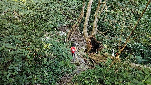 【屋東縱走】屋我尾/東卯山大崩壁-谷關七雄一日2雄挑戰(麗陽