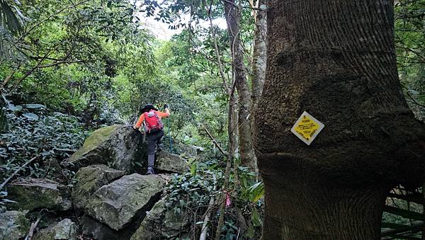 【屋東縱走】屋我尾/東卯山大崩壁-谷關七雄一日2雄挑戰(麗陽