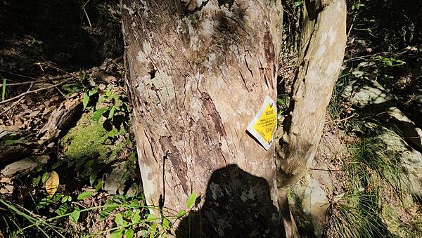 【屋東縱走】屋我尾/東卯山大崩壁-谷關七雄一日2雄挑戰(麗陽