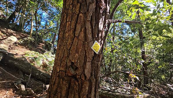 【屋東縱走】屋我尾/東卯山大崩壁-谷關七雄一日2雄挑戰(麗陽