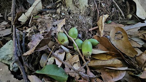 【屋東縱走】屋我尾/東卯山大崩壁-谷關七雄一日2雄挑戰(麗陽
