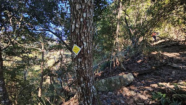 【屋東縱走】屋我尾/東卯山大崩壁-谷關七雄一日2雄挑戰(麗陽