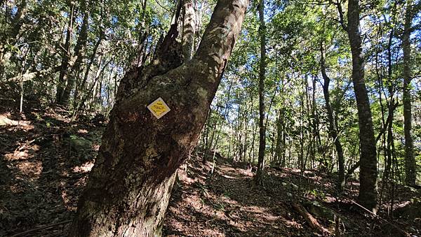 【屋東縱走】屋我尾/東卯山大崩壁-谷關七雄一日2雄挑戰(麗陽