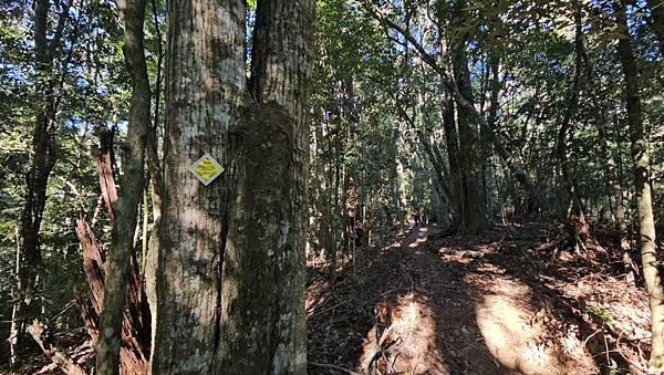 【屋東縱走】屋我尾/東卯山大崩壁-谷關七雄一日2雄挑戰(麗陽