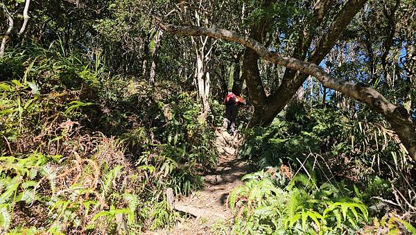 【屋東縱走】屋我尾/東卯山大崩壁-谷關七雄一日2雄挑戰(麗陽